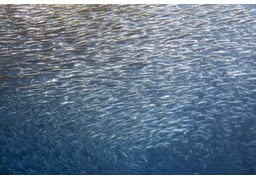 thousands ofのイラスト